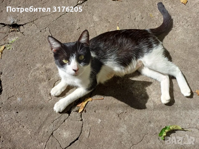 Търси дом - нежна домашна котка, снимка 5 - Други - 47355560