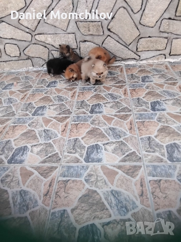 MiniPomeran, снимка 1