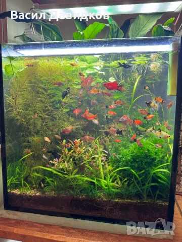 Живородни , Бял папагал и растения , снимка 6 - Рибки - 53453460