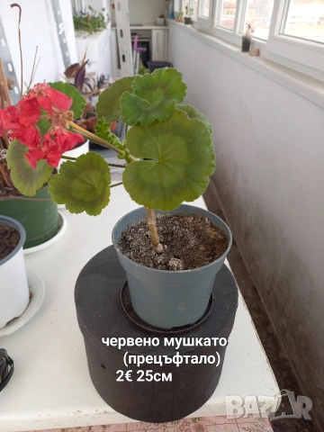 Мушкато , снимка 4 - Градински цветя и растения - 53679174