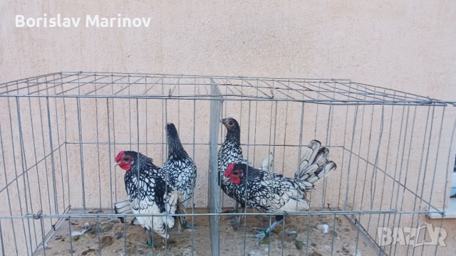 Продавам зибрайт, снимка 5 - други­ - 52341103