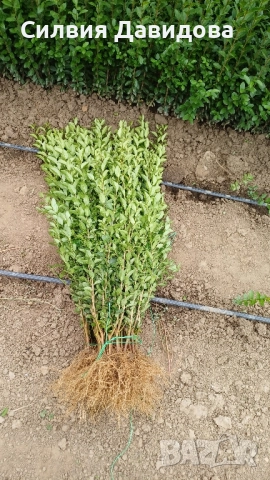 0.70лв. Лигуструм , снимка 3 - Други - 51886291