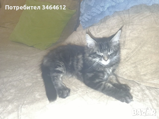 Мейн куун котенца, снимка 8 - Други - 52969975