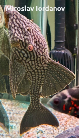 L330 плеко 27-30см