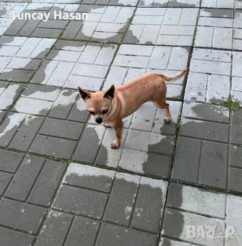 чихуахуа, снимка 4 - Чихуахуа - 53650076