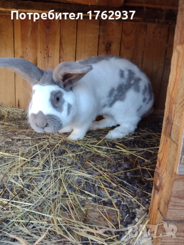 Немски пъстър великан ПЕПЕРУДА