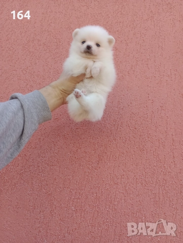 Мъжки Померан. Реални снимки от 29.12.25 г.