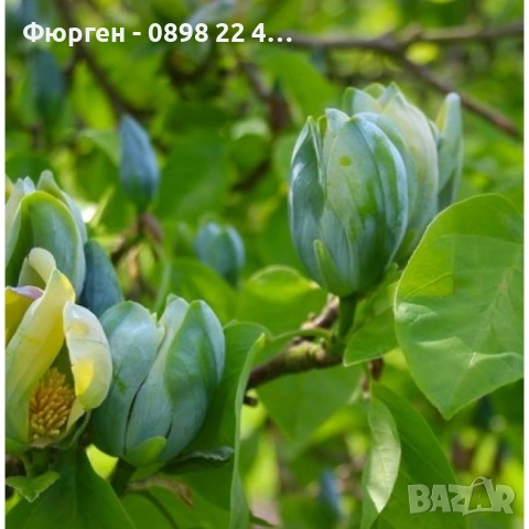 Магнолия Blue Babe (Magnolia acuminata ‘Blue Baby’)