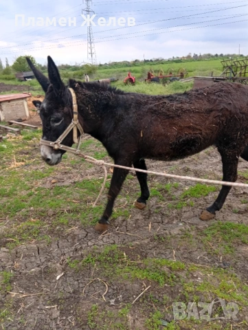 Продавам магарета, снимка 2 - Други - 54271006