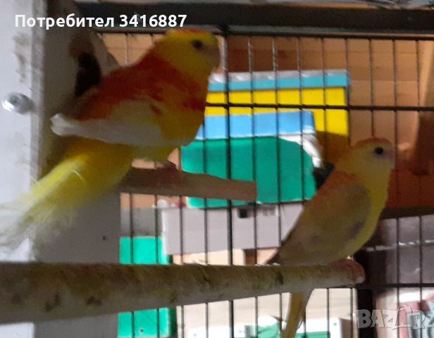 Пойни папагали, снимка 1 - Папагали - 45857715