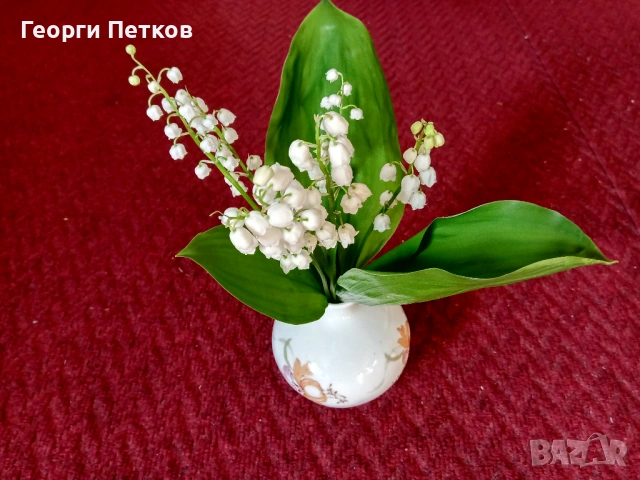 Момина сълза - 5 €./10 коренчета, снимка 5 - Градински цветя и растения - 54016039