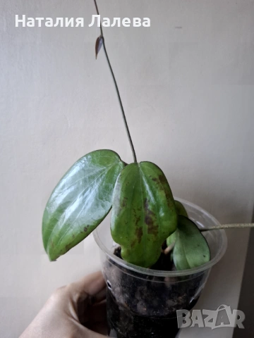 Хоя, hoya cinnamomifolia, снимка 2 - Стайни растения - 53294412