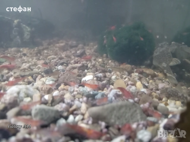 скариди ред чери, снимка 2 - Рибки - 54163978