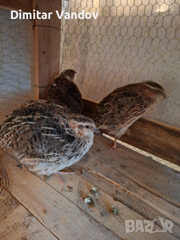 Продавам мъжки пъдпъдъци