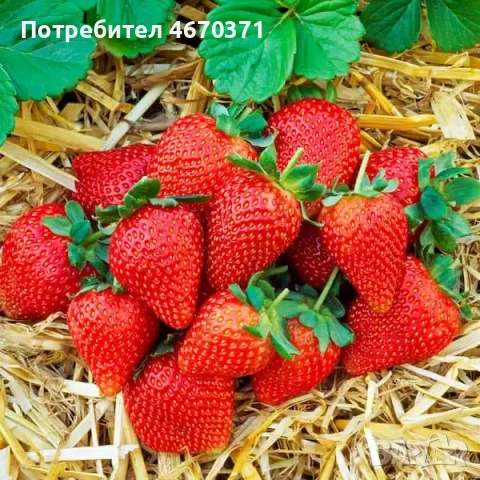 Продавам разсад корени целогодишни ягоди сорт Сан Андреас, снимка 3 - Разсади - 52673241