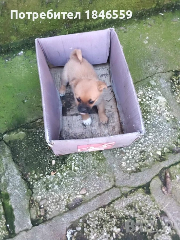 Малки маймунки , снимка 5 - Пекинез - 53931339