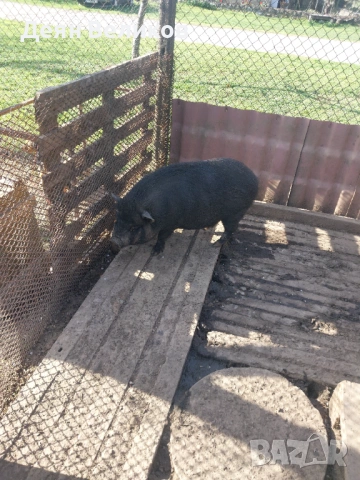 Виетнамско женско прасе