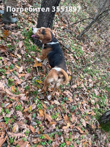 Продавам четири ловни гончета , снимка 8 - Гонче - 52538759