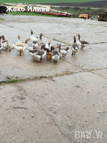 Продавам гъски, снимка 3 - Патици и гъски - 52532622