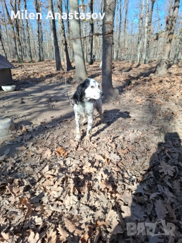 Продавам английски сетер , снимка 4 - Английски сетери - 52793329