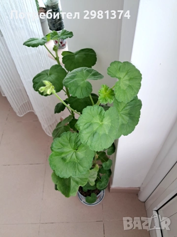 Мушкато, снимка 2 - Стайни растения - 53348225