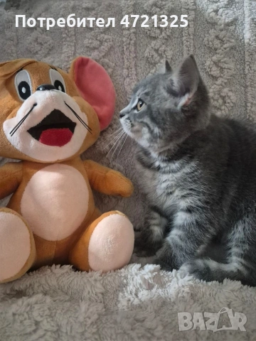 Британско таби. , снимка 3 - Британска късокосместа - 53250363