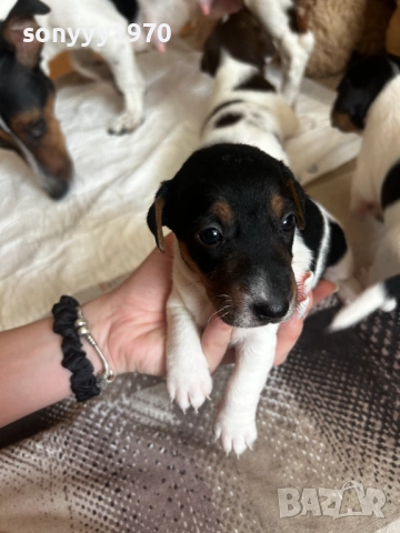 КУЧЕНЦЕ ДЖАК РЪСЕЛ 250ЛВ С ПАСПОРТ И ВАКСИНА 2410251435, снимка 3 - Джак ръсел териер - 52167121