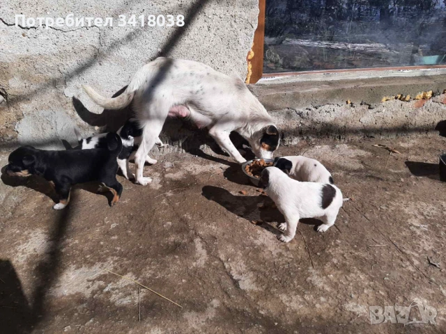 уникални кученца подарявам!, снимка 11 - Други - 53719470