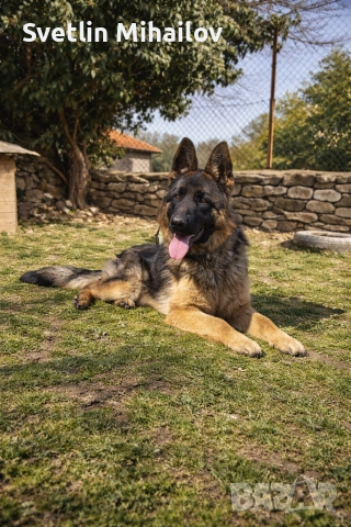 Продава се Женска 8 месечна Немска овчарка 