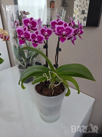 phalaenopsis в самополивна саксия, снимка 2 - Стайни растения - 53898601