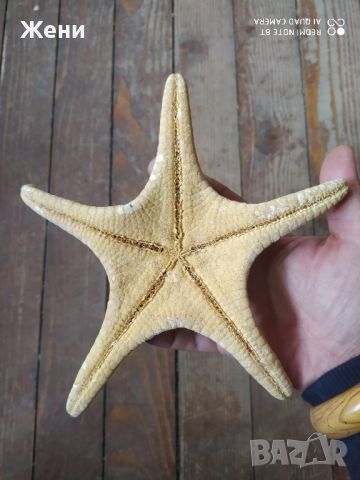 Морска звезда, снимка 2 - Други - 45447996