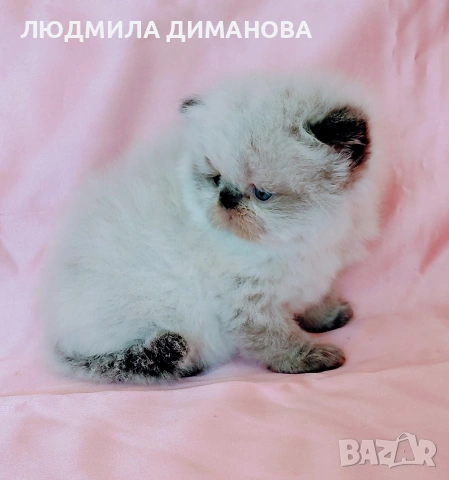 Персийско хималайско момиче. , снимка 8 - Персийска - 54252433