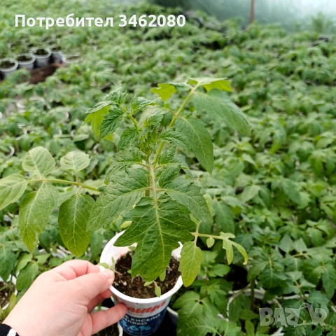 Разсад - Домати