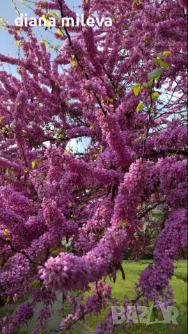 Церцис, Див Рошков, Дърво на Юда, Сercis siliquastrum, снимка 6 - Градински цветя и растения - 46601219