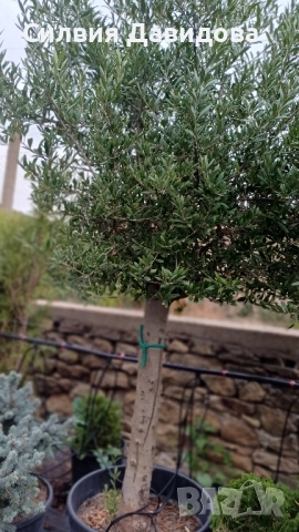 Европейска маслина , снимка 4 - Градински цветя и растения - 51793658