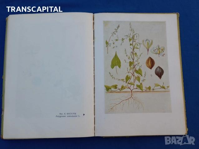 Борба с плевелите , снимка 7 - Специализирана литература - 51794322