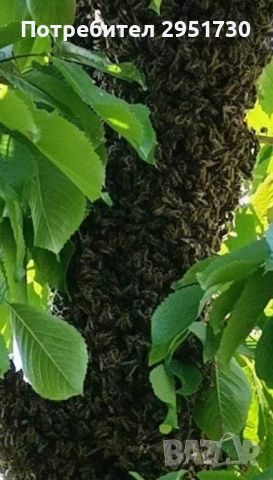 премахвам пчелни рояци , снимка 1 - За пчели - 45706772