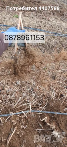 Разсад ягоди целогодишни , снимка 14 - Разсади - 49716826