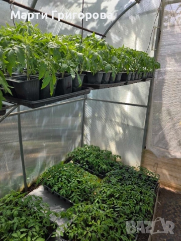 Разсад домати Нови Искър