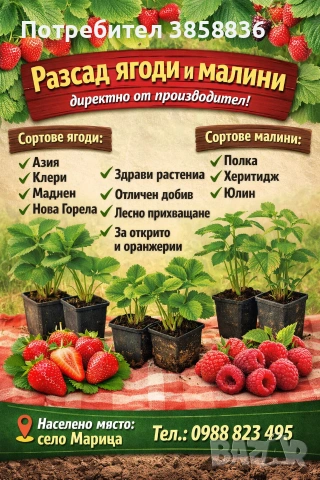 🍓НЕВРОЯТЕН СВЕЖ РАСАД ПРОМО ЦЕНИ🍓