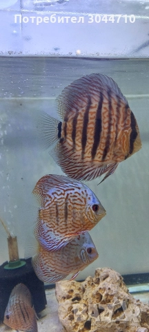 Продавам Дискуси