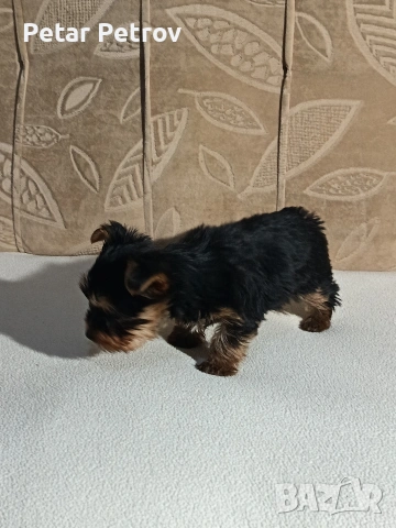 Йоркширски териер , снимка 13 - Йоркширски териер - 54063849