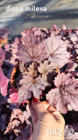 Хойхера  Amethyst Mist, снимка 5 - Градински цветя и растения - 52544153