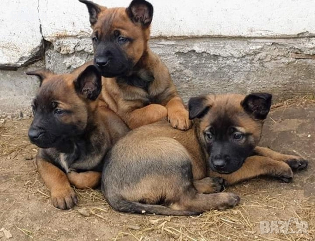 Чистокръвни кученца Белгийска овчарка-Малиноа , снимка 6 - Белгийска овчарка - 53332595