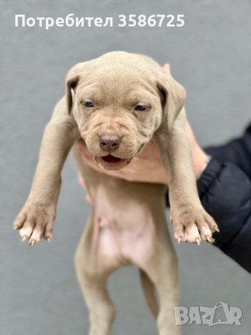 Питбул blue fawn, снимка 5 - Питбул - 53942747