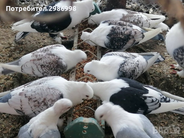 Млади гълъби 