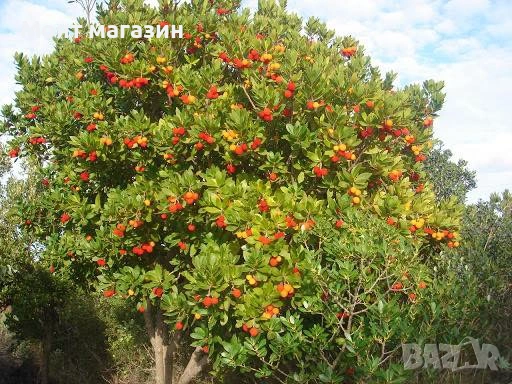 Ягодово дърво, снимка 2 - Градински цветя и растения - 53632535
