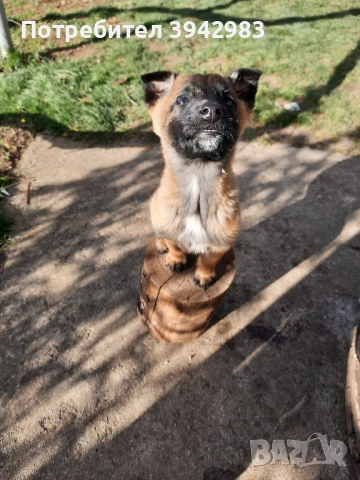 Белгийска овчарка Малиноа , снимка 2 - Белгийска овчарка - 52797025