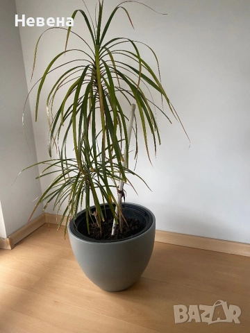 Драцени с включени в цената саксии, снимка 3 - Стайни растения - 49840369