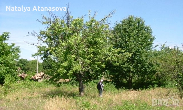 Къща за продажба в Бдинци, Добрич, снимка 4 - Къщи - 53635110